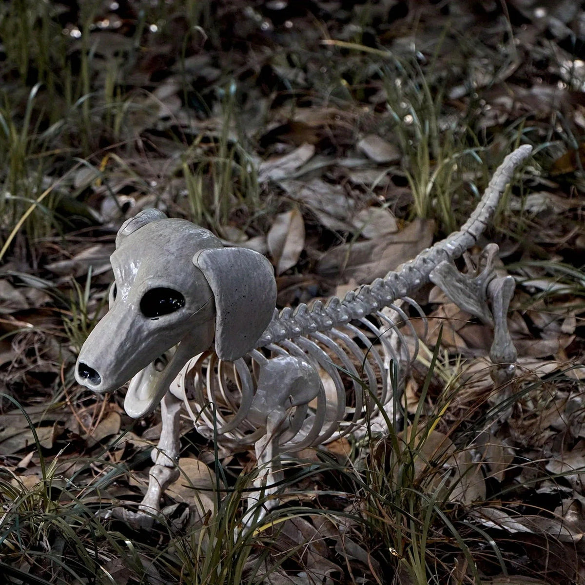 Spooky Wiener Dog Skeleton Posable Haunted House Halloween Prop Decor
