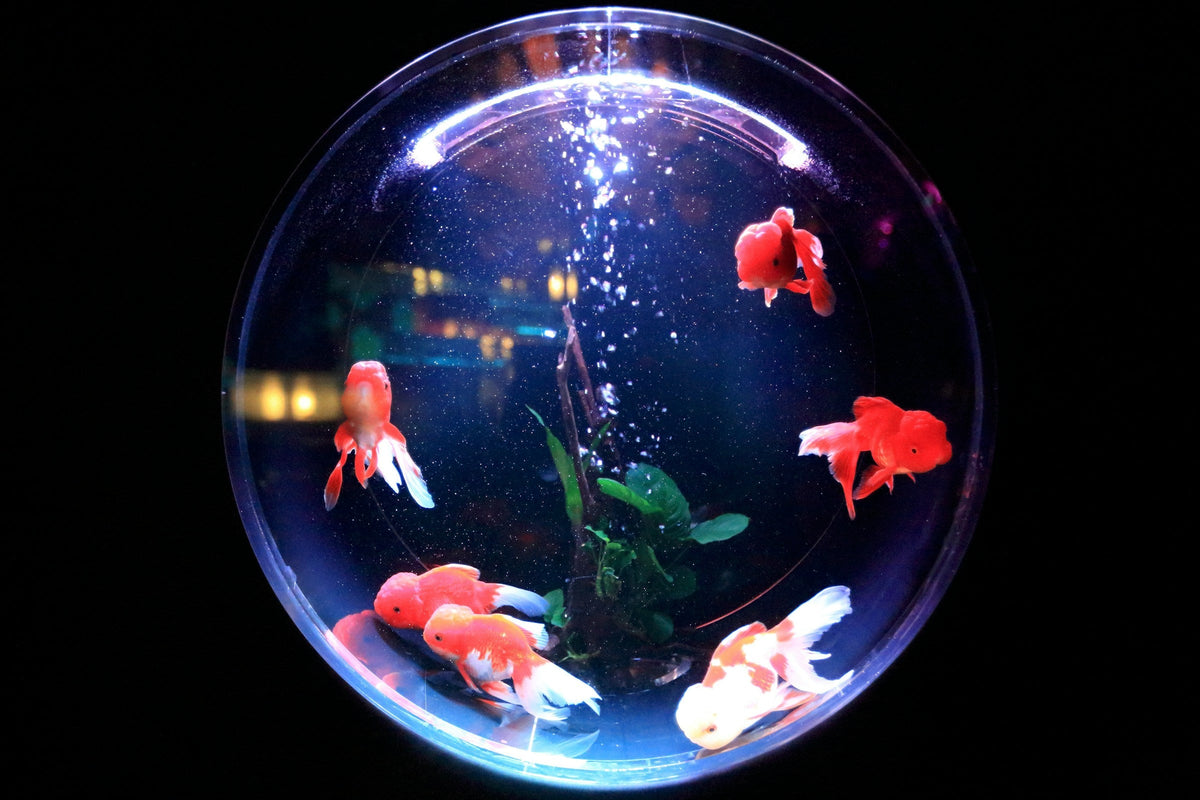 Fish Tank Supplies
