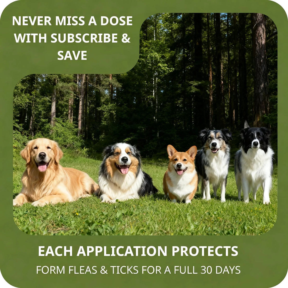 Flea And Tick Drops For Pets External Parasite Protection