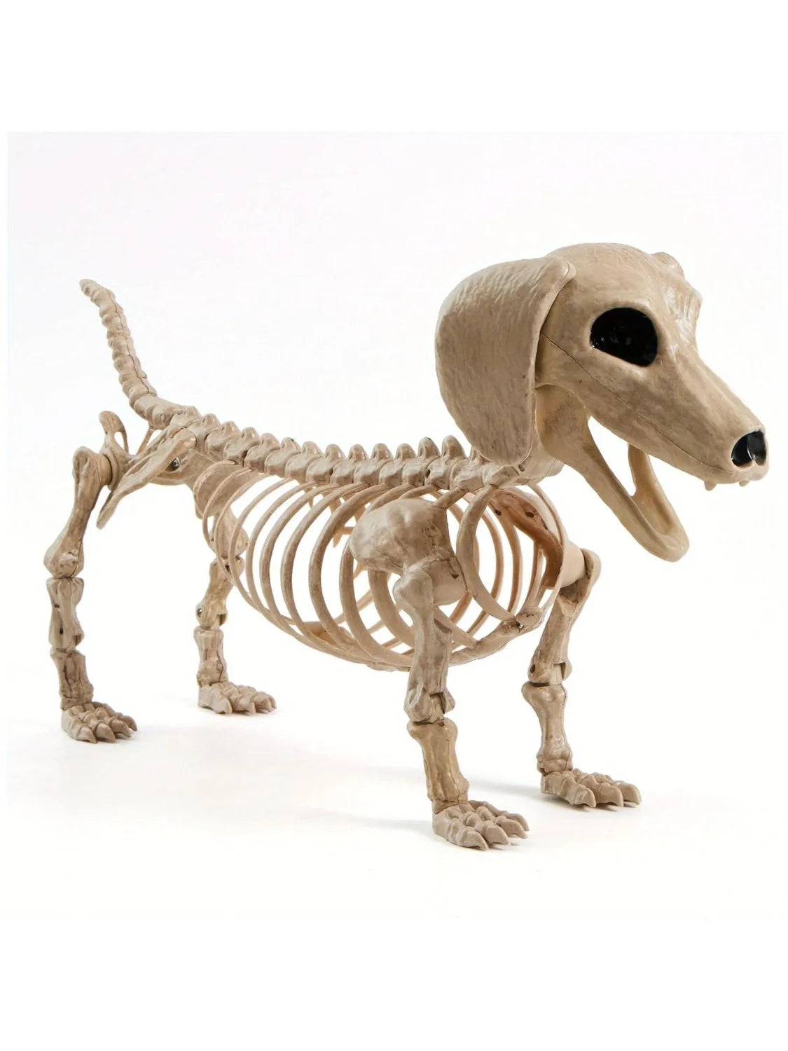 Spooky Wiener Dog Skeleton Posable Haunted House Halloween Prop Decor